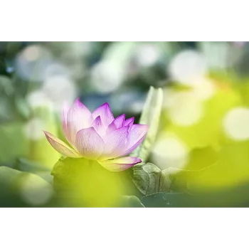 Lotus Flower